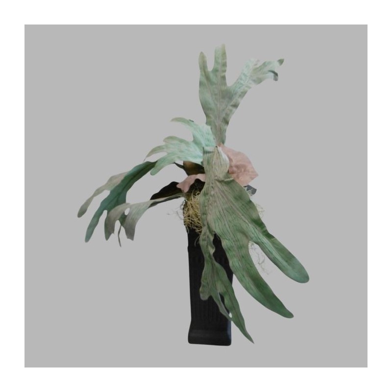 Hertshoorn varen in zwarte vaas Hertshoorn varen in zwarte vaas