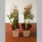 2 flower arrangements with tulips in a square tray