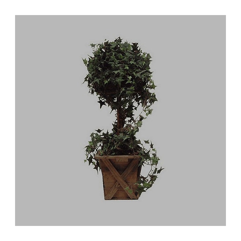 Ivy tree in wooden box (23 x 23 cm ) height 75 cm