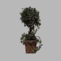 Ivy tree in wooden box (23 x 23 cm ) height 75 cm