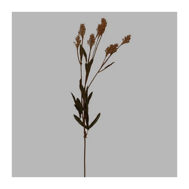 fleurs de soie brun comme plante de grain 70 cm de long