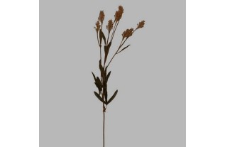 fleurs de soie brun comme plante de grain 70 cm de long