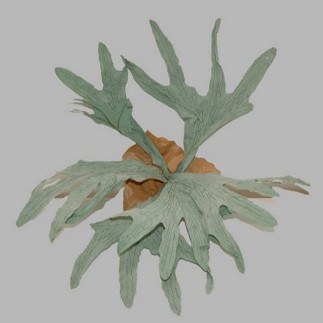 varen hert hoorn bladvorm lengte 30 cm