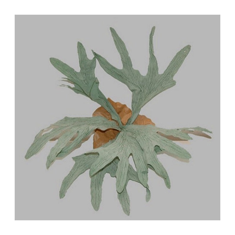 fougère cerf forme corne de la feuille longueur 30 cm