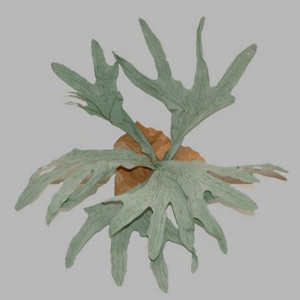 varen hert hoorn bladvorm lengte 50 cm