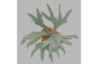 fougère cerf forme corne de la feuille longueur 50 cm