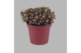 plastic plant in flower jar Orange polka dot 9 x 9 cm.