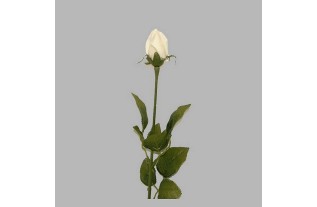 rose de soie couleur blanche longueur 75 cm