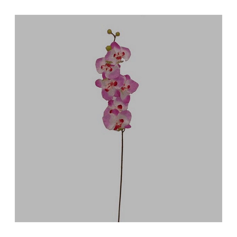 orchidee kleur wit-paars Lengte 80 cm
