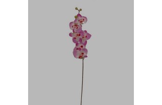 orchidee kleur wit-paars Lengte 80 cm