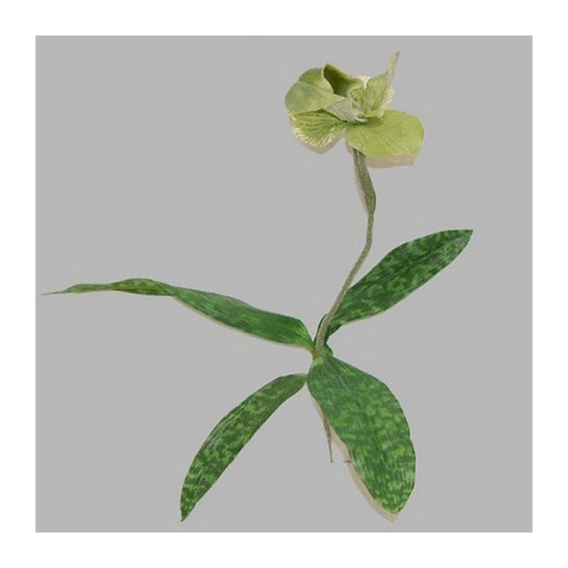 Orchidée aux feuilles couleur vert longueur 45 cm