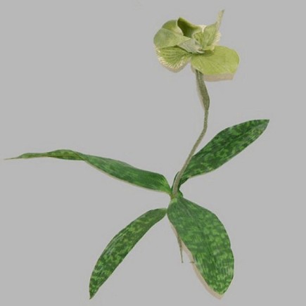 Orchidee met blad kleur groen lengte 45 cm