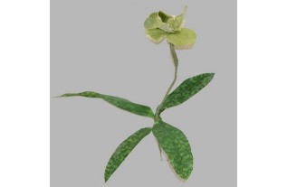 Orchidée aux feuilles couleur vert longueur 45 cm