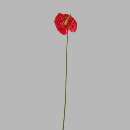 anthurium klein kleur rood lengte 45 cm