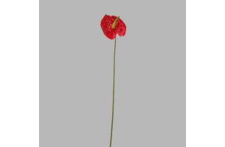 anthurium klein kleur rood lengte 45 cm