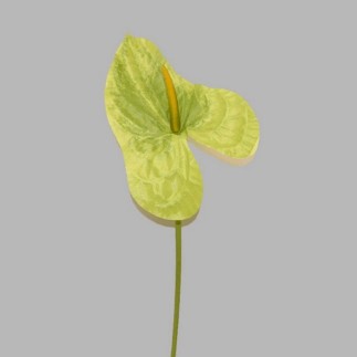 anthurium van zijde kleur groen-lengte 80 cm