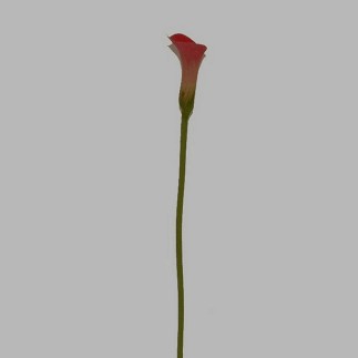 calla roze lengte 75 cm