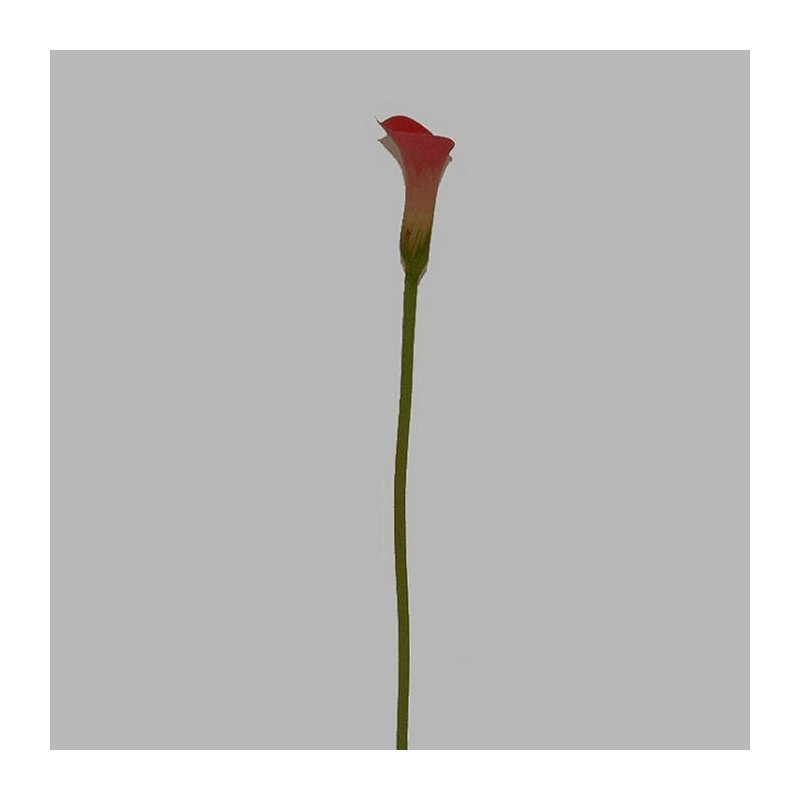 calla roze lengte 75 cm