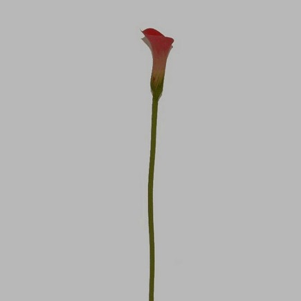calla roze lengte 75 cm