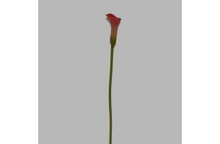 calla roze lengte 75 cm