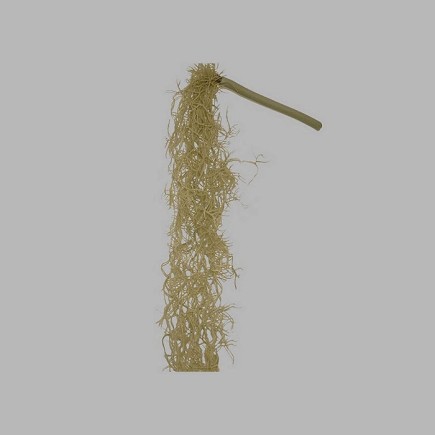 tak tillandsia kleur lichtgroen lengte 85 cm