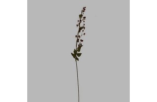 bessen tak kleur bordeau lengte 75 cm