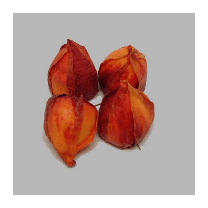 lampion bloem kleur oranje 5 cm groot en per 4 stuks