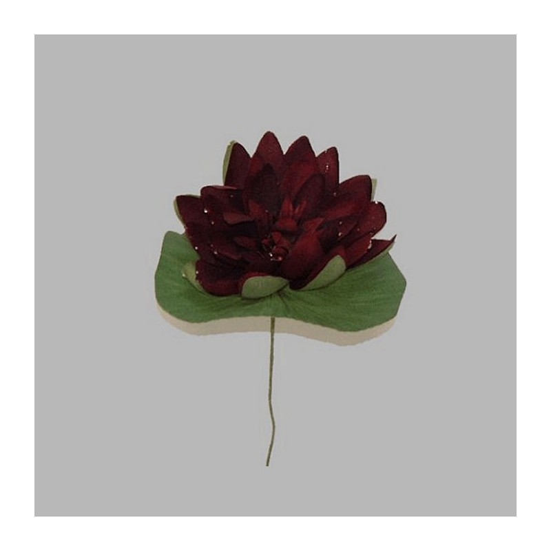 waterlelie met blad kleur bordeaurood 12 cm