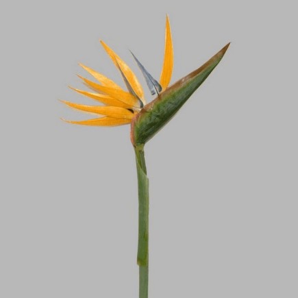 strilitzia bloem van zijde lengte 90 cm