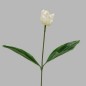 Tulip of silk with leaves color white length 65 cm