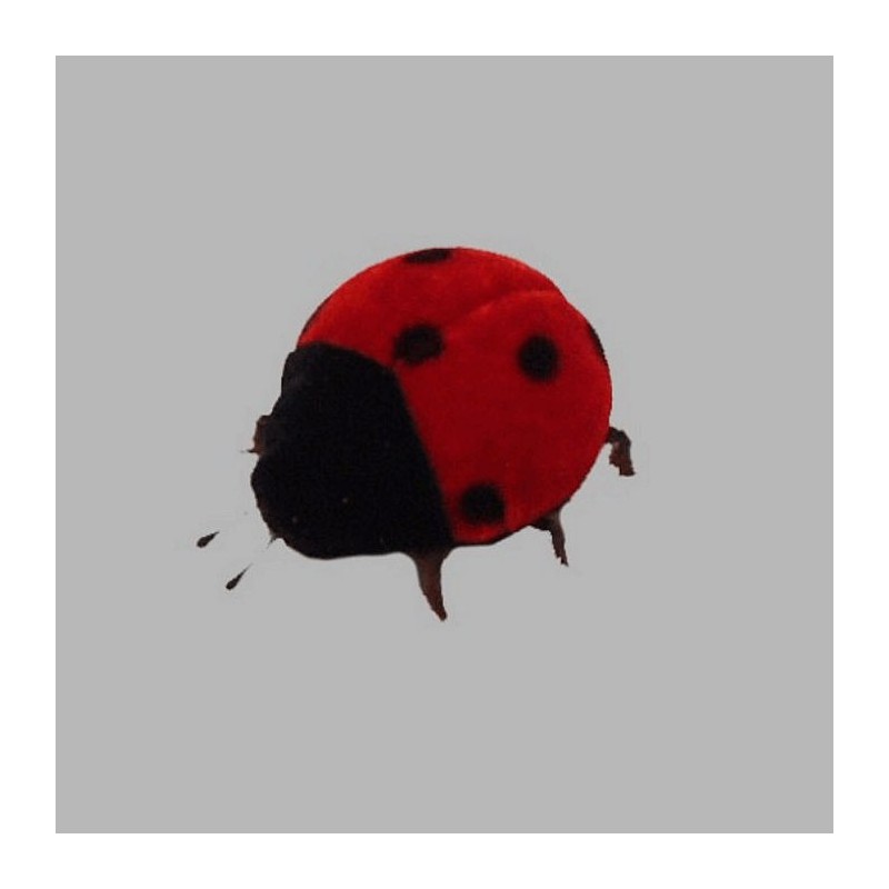 ladybugs of felt 5 cm 7 pcs