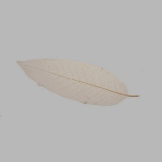 Skeleton leaf color natural 25 x 9 cm 5 pcs