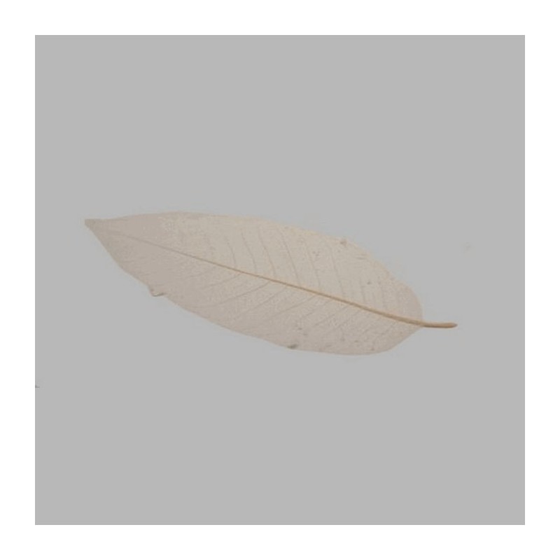 Feuille squelette couleur naturelle 25 x 9 cm 5 pcs
