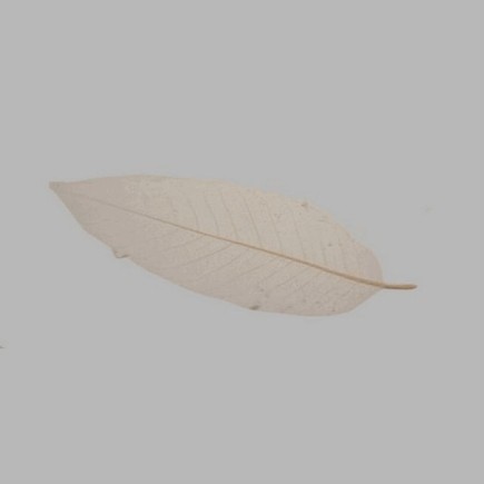 Feuille squelette couleur naturelle 25 x 9 cm 5 pcs