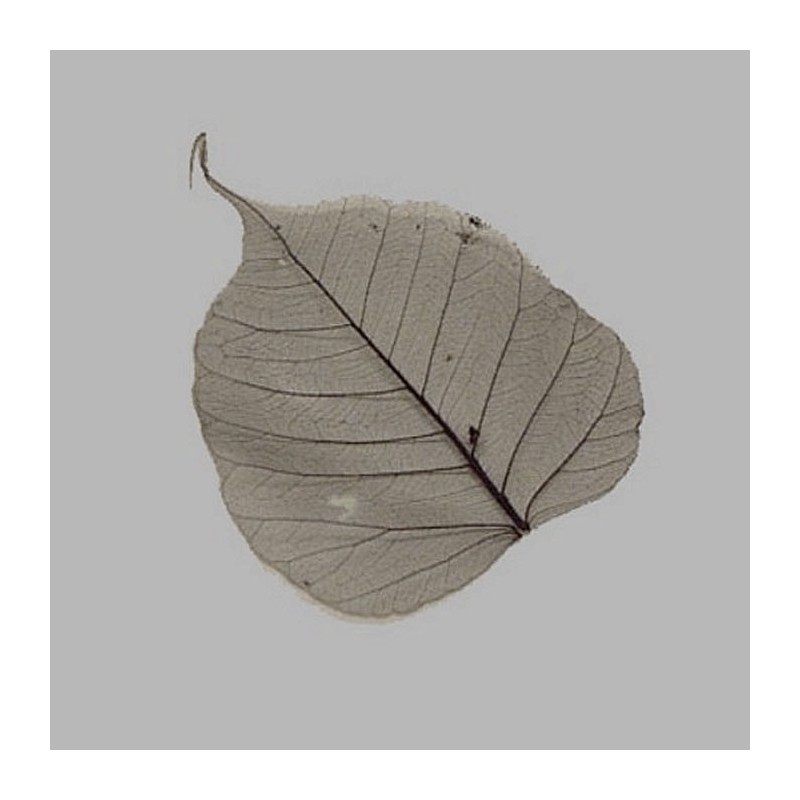 Feuille squelette couleur noire 8 x 8 cm 5 pcs