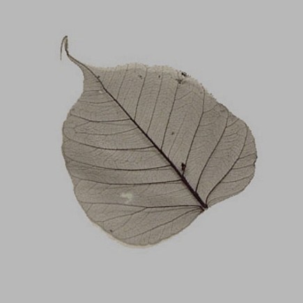 Feuille squelette couleur noire 8 x 8 cm 5 pcs