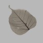 Skeleton leaf color black 8 x 8 cm 5 pcs