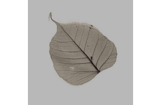 Skeletblad kleur zwart 8 x 8 cm 5 stuks