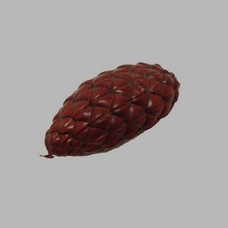Cône de pin couleur brune longueur 10 cm Dm 40