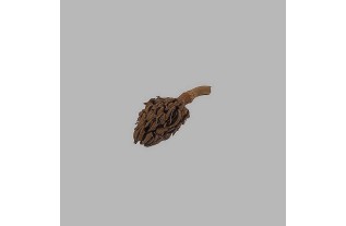 Cône de pin séché rugueux longueur 9 cm 5 pcs