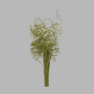 Fine twigs curled color green length 35 cm per bundle
