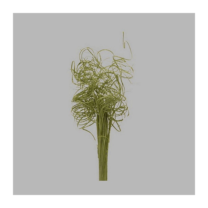 Branchements bouclés fine couleur verte longueur 35 cm paque