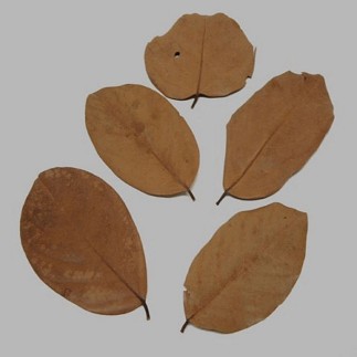 Les feuilles séchées couleur brune 5 pcs