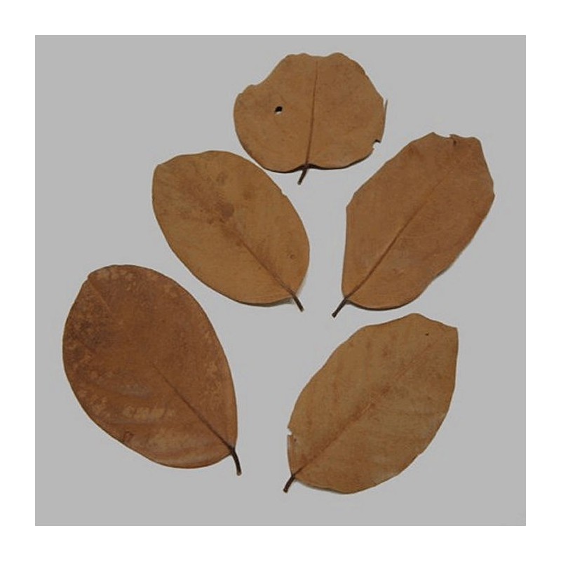 Bladeren gedroogd kleur bruin 5 stuks
