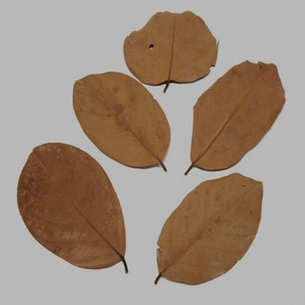 Les feuilles séchées couleur brune 5 pcs