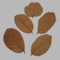 Leaves dried color brown 5 pcs