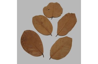 Bladeren gedroogd kleur bruin 5 stuks