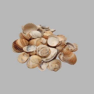 Coquillages de mer couleur naturelle