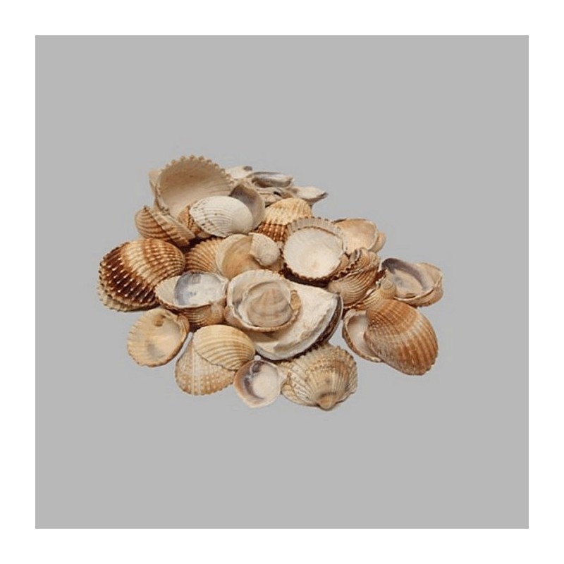 Coquillages de mer couleur naturelle