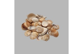 Coquillages de mer couleur naturelle